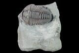 Flexicalymene Trilobite - Mt Orab, Ohio #133904-1